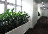 Rastliny pre interiér
